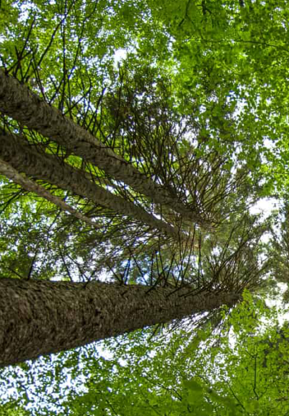 铝合金脚手架采用可再生材料踏板为大势所趋